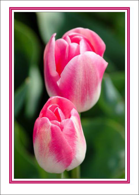 Pink_Tulip_Couple.jpg