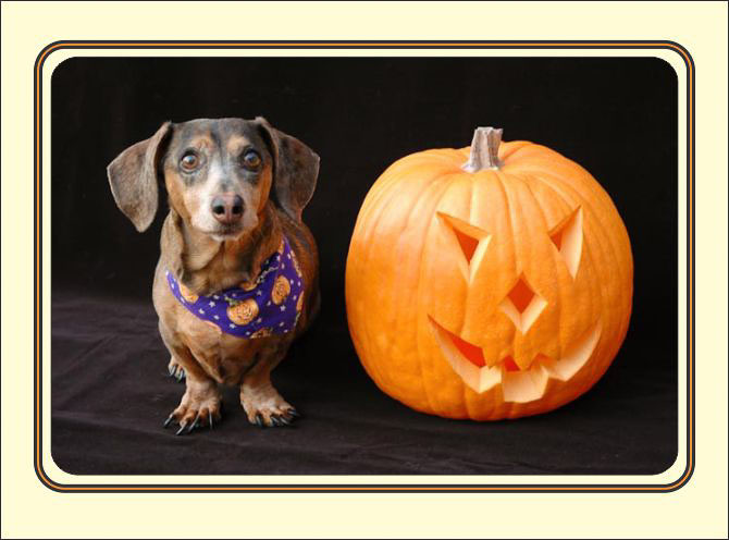 Happy-Hallowiener.jpg