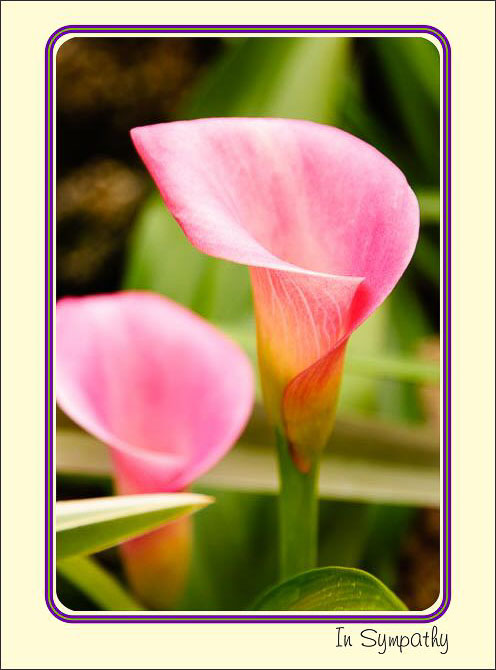 Pink_Calla_Lilies.jpg