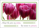 Paltience Nature Tulips