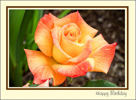 Beautiful Orange Rose