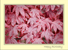 Wet Red Leaves Birthday