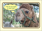 Camel Birthday Joke