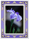 Framed Blue Iris Birthday