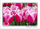 Pink Tulips Birthday