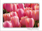 Pink Tulip Monet Birthday