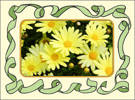 Yellow Daisies Birthday