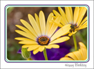 Yellow Spring Daisy Birthday