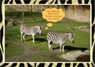 Zebra_Birthday